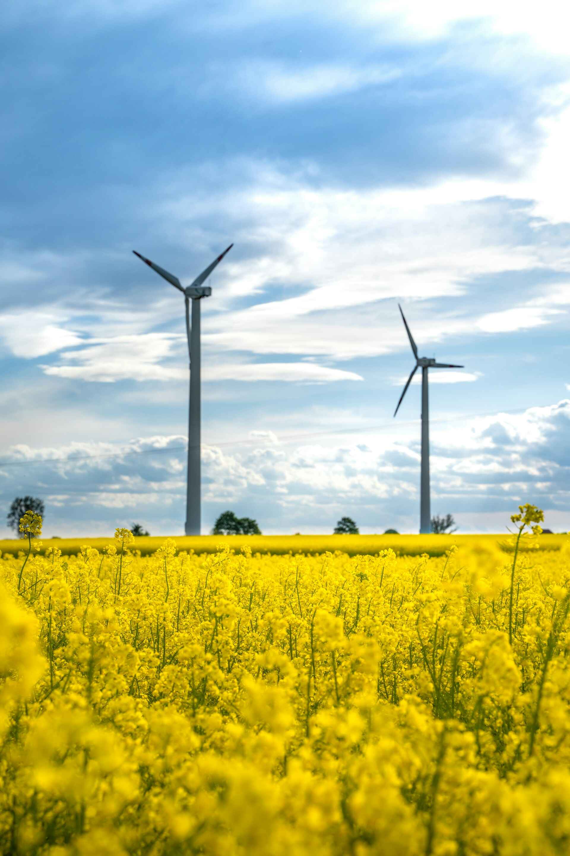 rapeseed flower field with a scenic view of the sky and some green trees and two big eco windmills