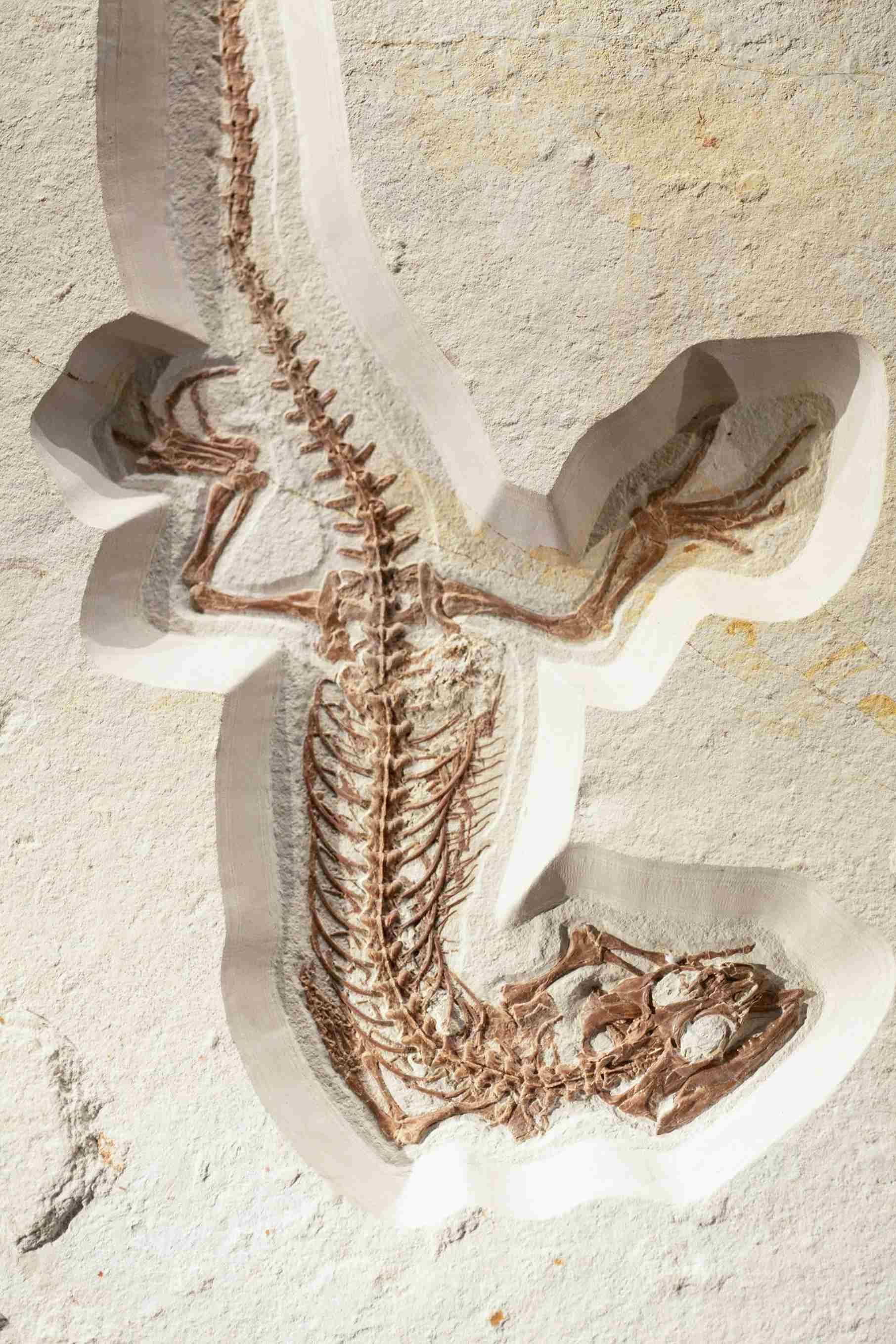 A fossil of a lizard like animal showing the skeleton embedded in a light beige stone