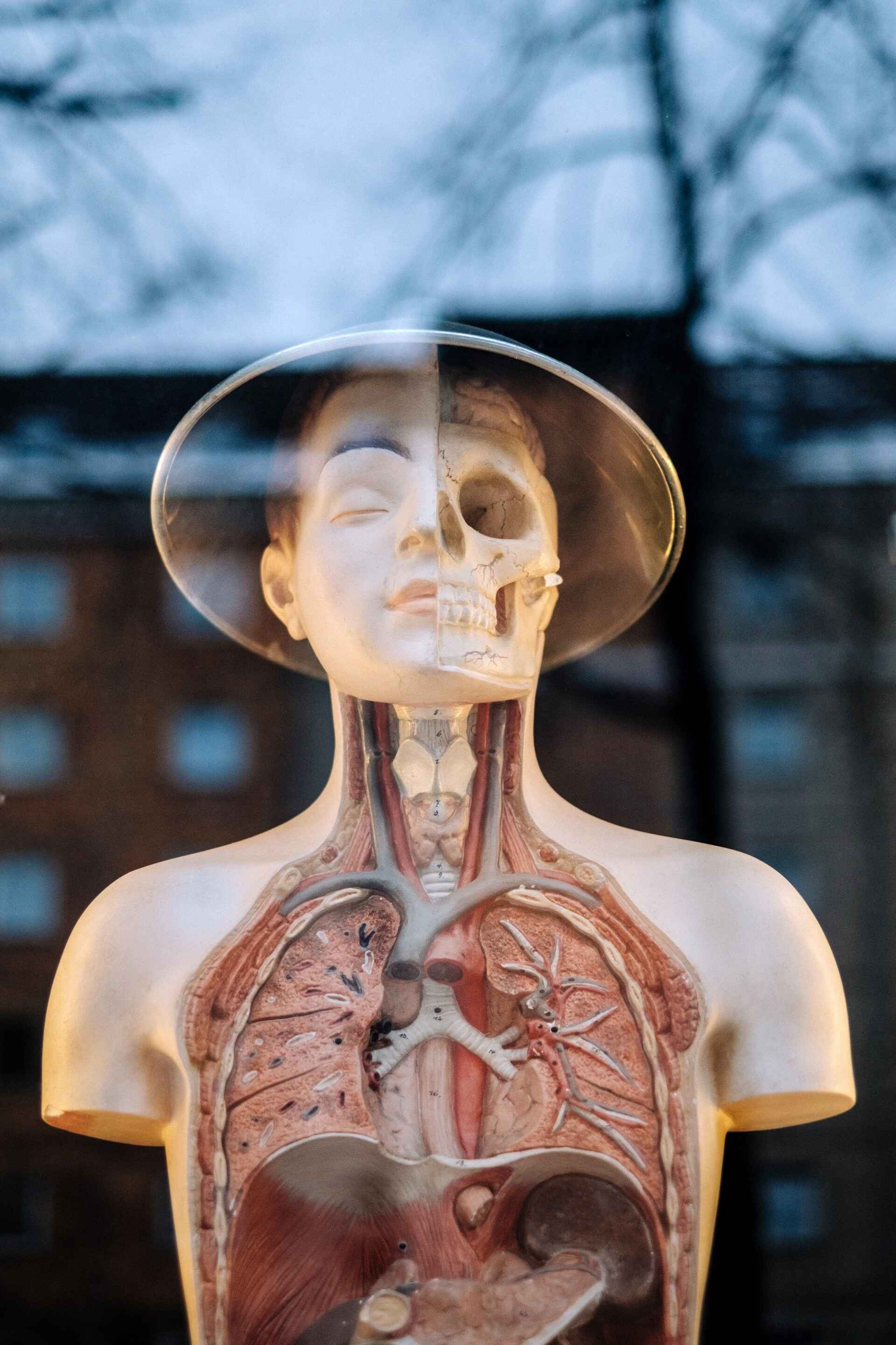 A fake human body showing the upper body, open skeleton on one side of the face and also showing organs like lungs and arteries in the chest area
